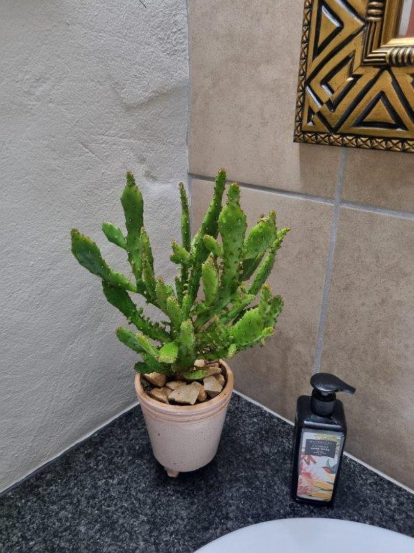 756744_Protea6.jpg